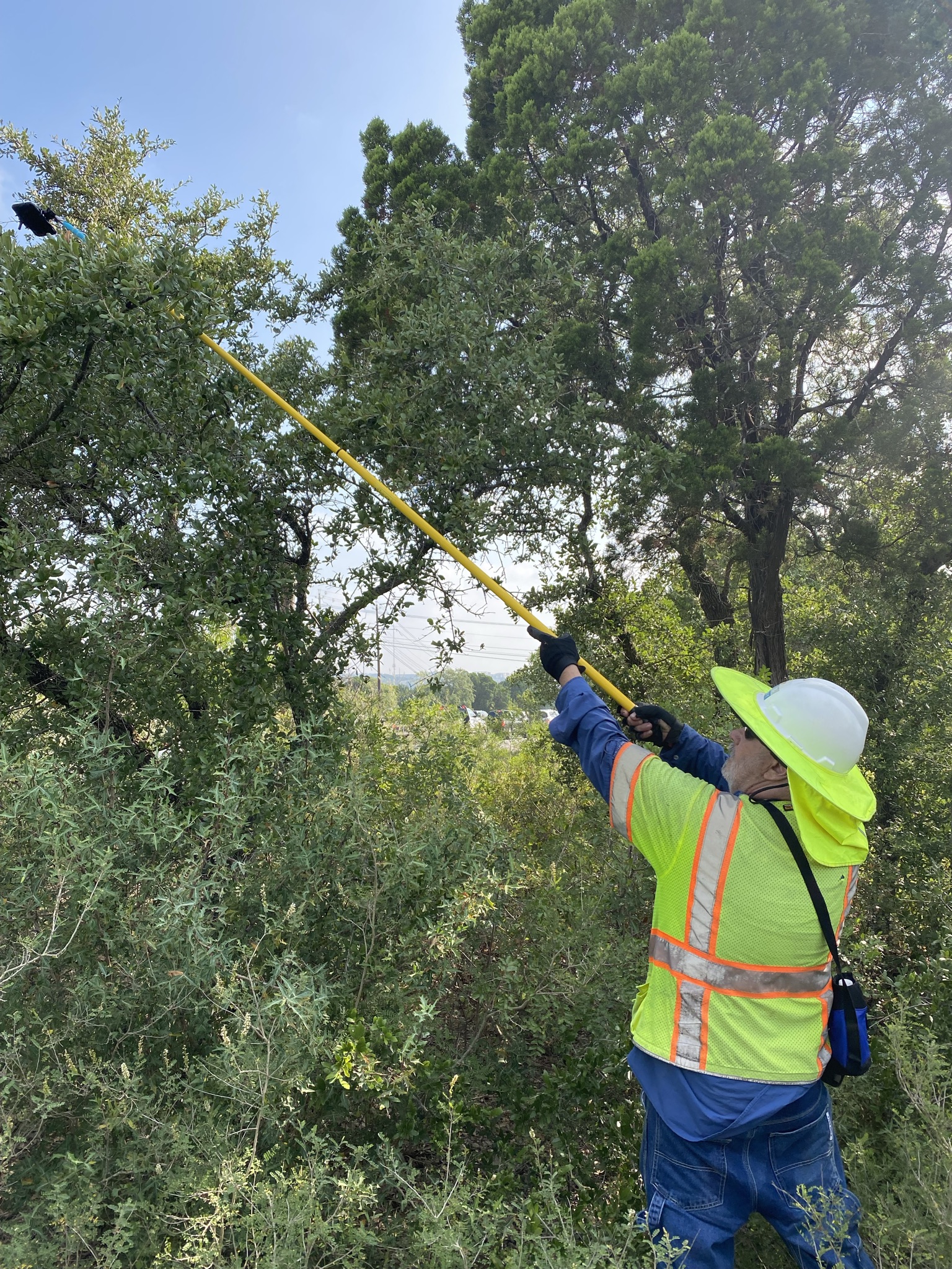 Ecologists survey for bird nests in difficult-to-access locations, such as tall trees and deep shrubbery, to ensure any active nests are identified and protected in advance of construction. September 2021